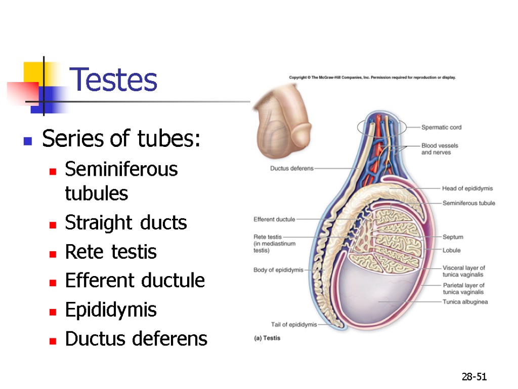 28-51 Testes Series of tubes: Seminiferous tubules Straight ducts Rete testis Efferent ductule Epididymis